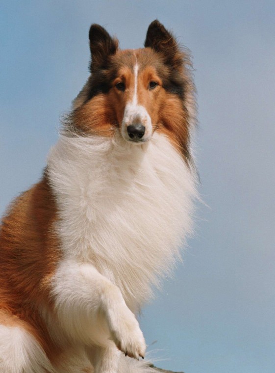 Lassie Movie Heroes Wiki Fandom Powered By Wikia