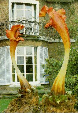 Triffids Film Triffids Film