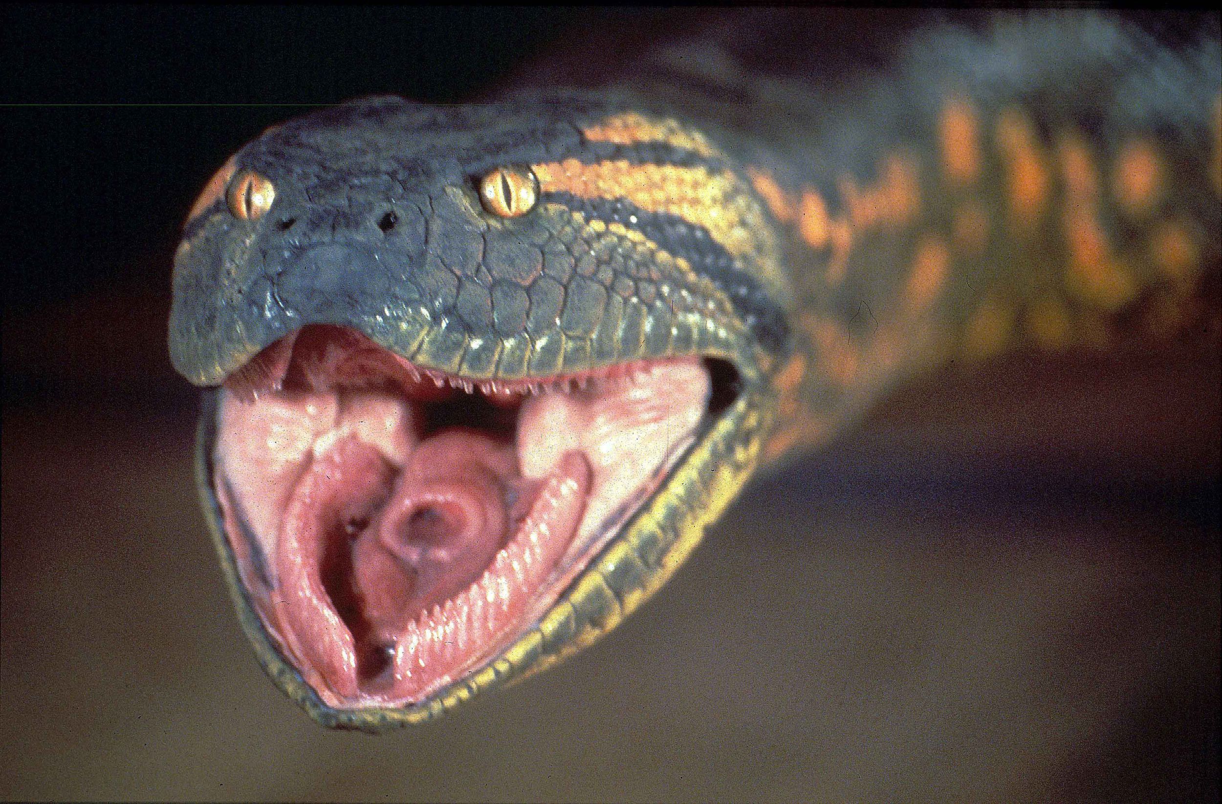 Giant Anaconda Movie Monster Wiki Fandom