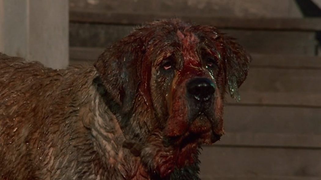 Cujo | Movie Monster Wiki | Fandom