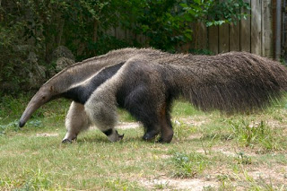 Anteater