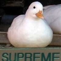 Supreme Champion Duck Meme Team Lore Wiki Fandom