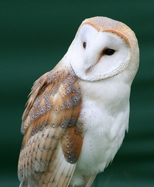 Barn Owl-Tyto alba alba
