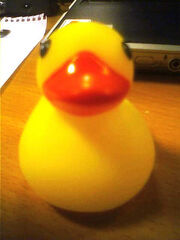 Hello Ducky!
