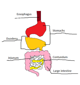 Vorian digestive
