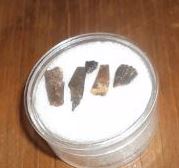 Fossil ancestor teeth