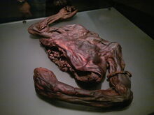 Old Croghan Man