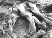 Mamut enano-Beringia rusa-NOAA