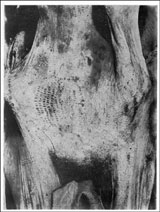 Amunet