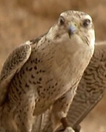 Saker Falcon Saker Falcon Falco Cherrug Is A Very Large