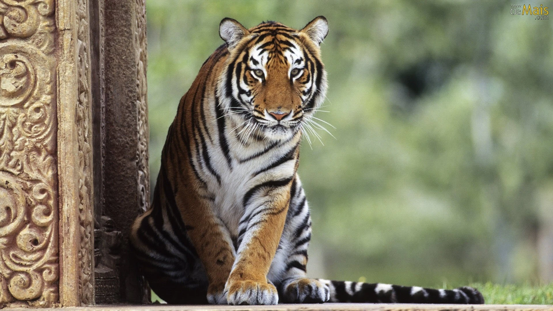 Tigre Wiki Mundo Animal FANDOM powered by Wikia
