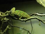 Images (19)