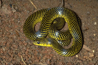 Cobra-d'água | Wiki Mundo Animal | Fandom