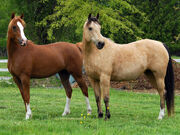 7570cavalos