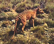 Tilacino 3