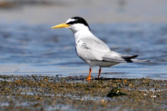 A migração de andorinhas leva as aves ao caminho dos furacões