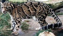 Leopardo