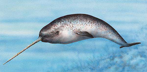 Narval | Wiki Mundo Animal | FANDOM powered by Wikia