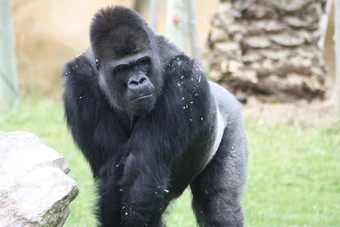 Gorila Wiki Mundo Animal Fandom