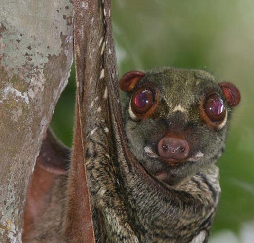 Colugo | Wiki Mundo Animal | FANDOM powered by Wikia