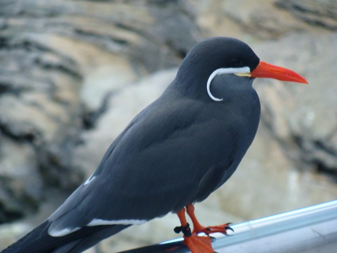 AndorinhadoMar  Wiki Mundo Animal  Fandom