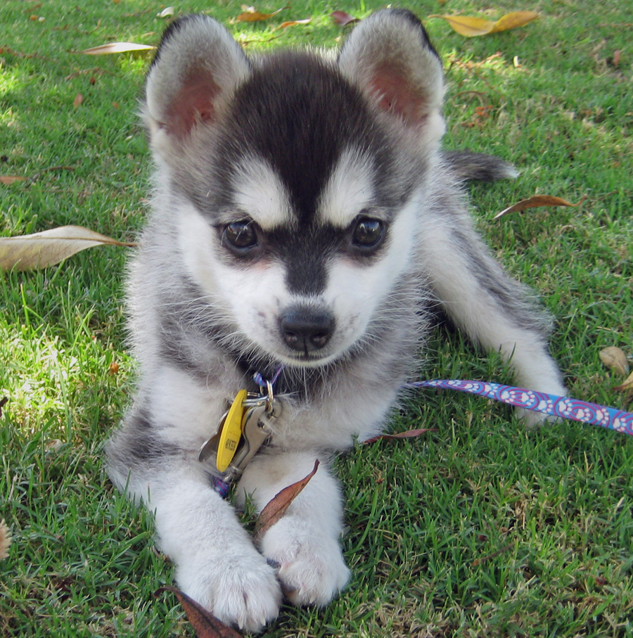 Alaskan Klee Kai | Wiki Mundo canino | FANDOM powered by Wikia