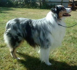 Pastor Australiano | Wiki Mundo canino | FANDOM powered by Wikia