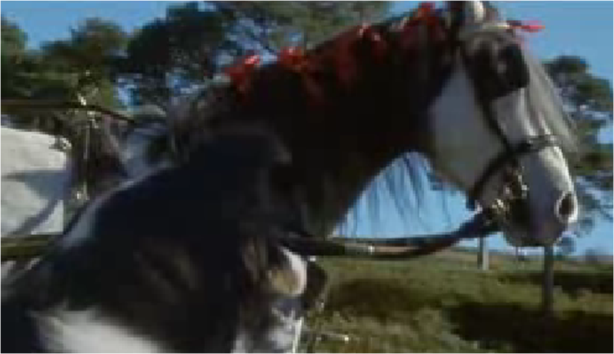 Mollie Muppet Wiki FANDOM powered by Wikia