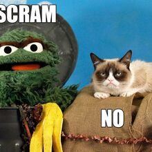 Grumpy Cat Muppet Wiki Fandom