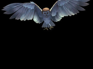 Labyrinth owl