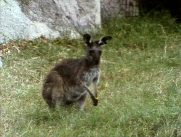 File:Song.kangarooblues.jpg
