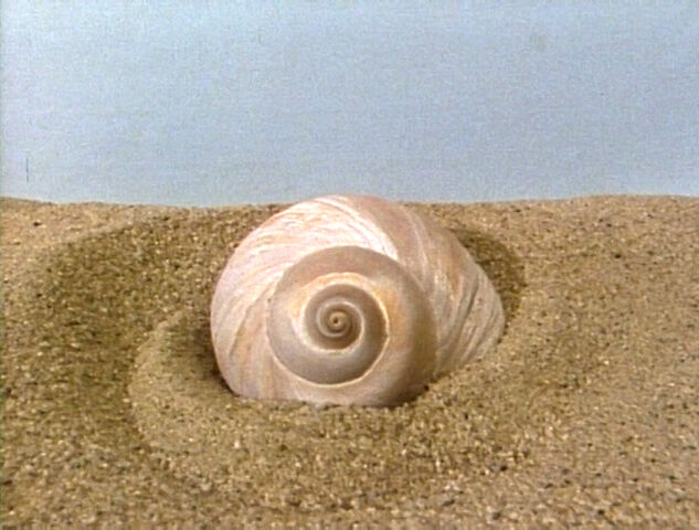 File:SnailShell.jpg