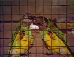 2parrots