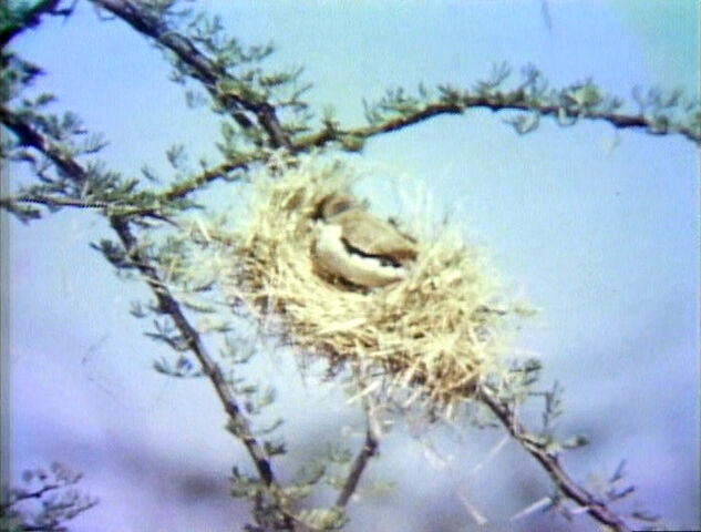 File:WeaverBird.jpg