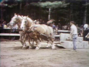 Horses pull cement