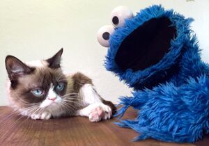 Cookie and Grouchy Cat