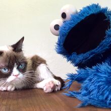 Grumpy Cat Muppet Wiki Fandom
