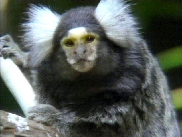 File:Ooohlookatthemarmoset.jpeg