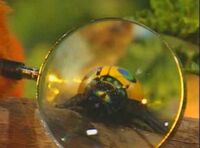 02 Magnified Bug