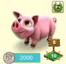 Schwein