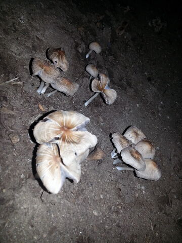 File:Manure fungi3.jpg
