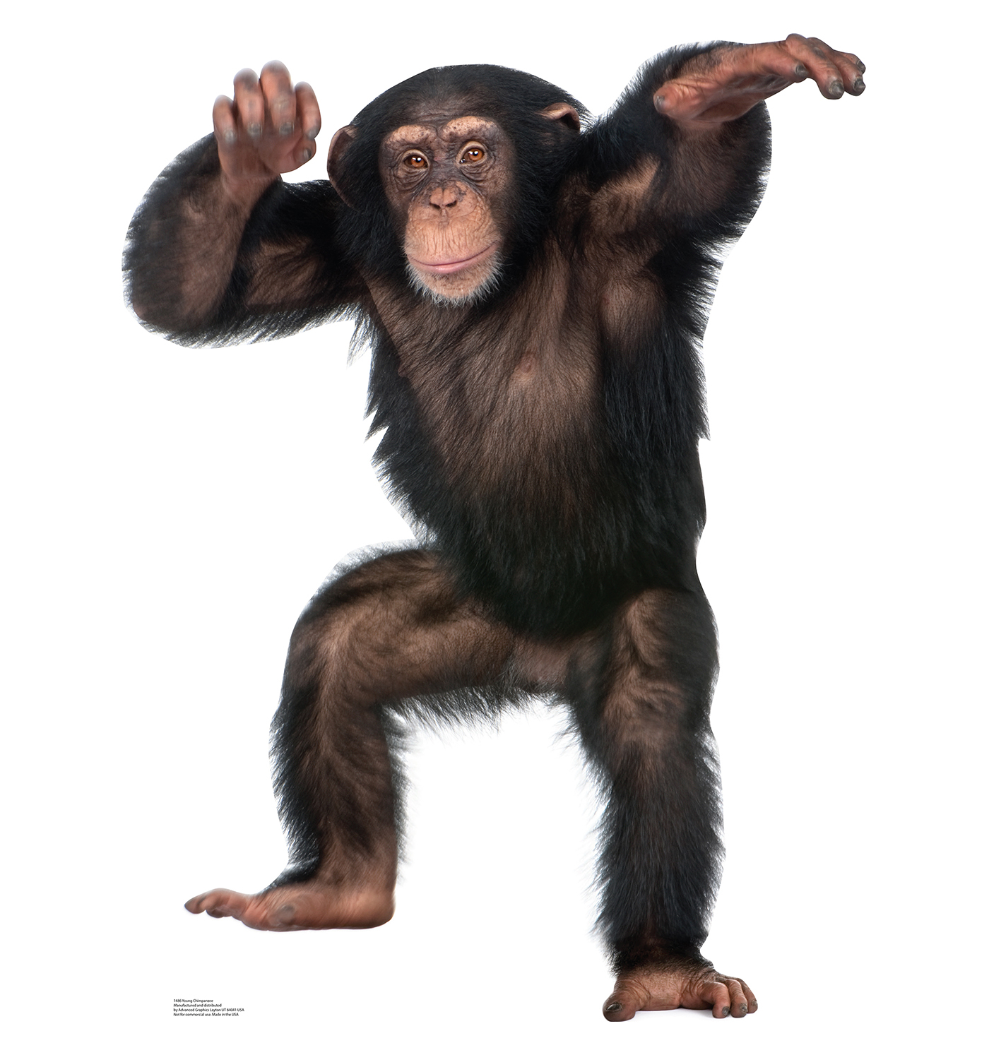 chimpanzee size and weight chimpanzee size and weight