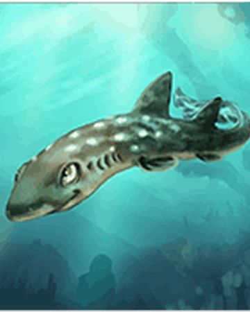 Korallen Katzenhai Myfreezoo Wiki Fandom