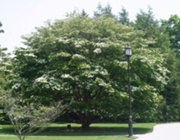 Cornus kousa img 2066