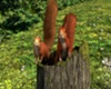 Mr. and Mrs. Squirrel