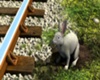 Mr. Rabbit