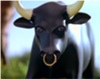 The Bull