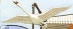 The Swan