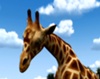 The Giraffe