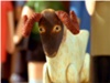 The Hungey Ram